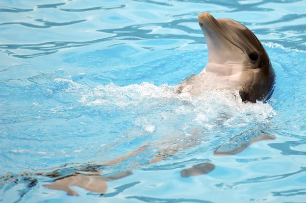 Ευτυχής δελφίνι — Φωτογραφία Αρχείου