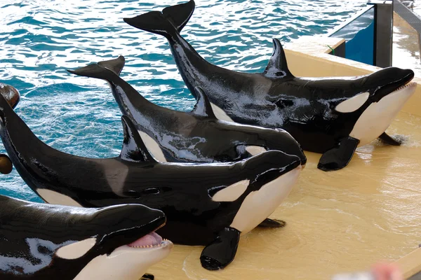 Baleias assassinas posando — Fotografia de Stock