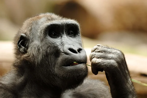 Ape mangiare erba — Foto Stock