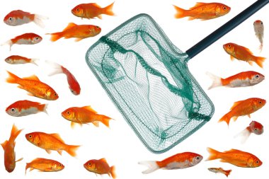 Many goldfish and net clipart