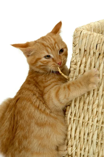 Foolish kitten is playing — Stock Photo, Image