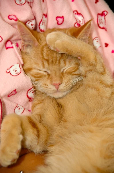 困甜小猫 — 图库照片