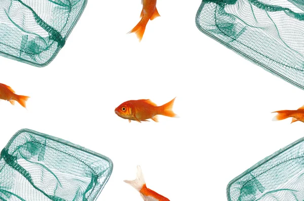 Goldfish is left alone — Stock Photo, Image