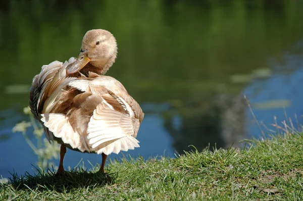 Pato. — Foto de Stock