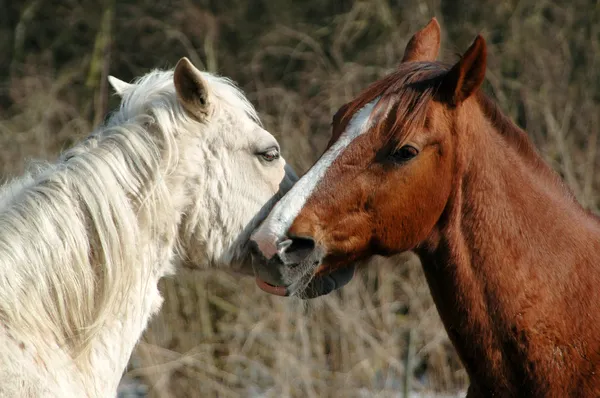 Horses in love — Stock Photo, Image