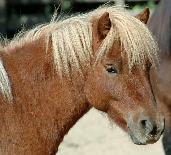 Cavalo de pónei — Fotografia de Stock