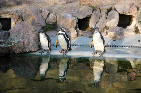 Pingviner — Stockfoto