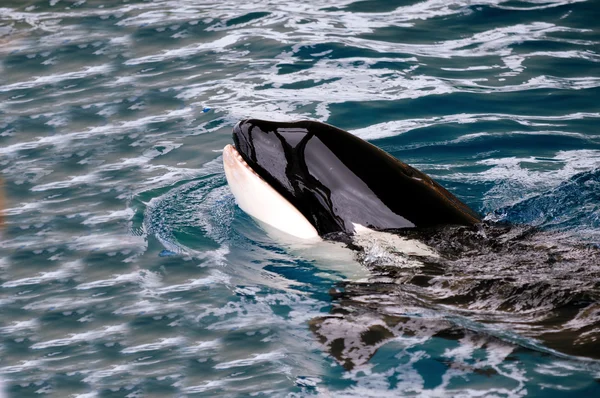 Killer whale in water — Stock Photo, Image