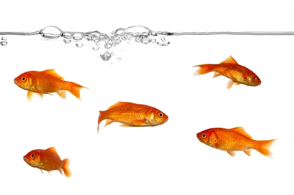 Water line and gold fish — Stock Photo, Image
