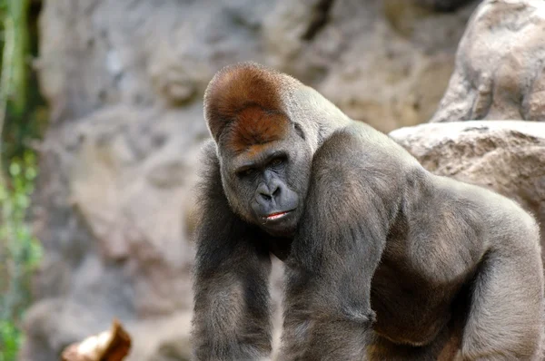 Gorila posando — Fotografia de Stock