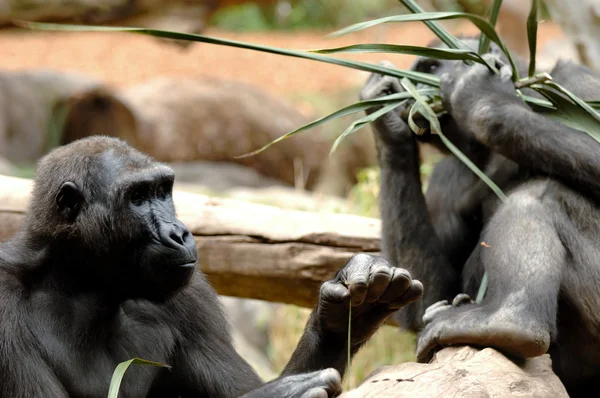 Ape äta — Stockfoto