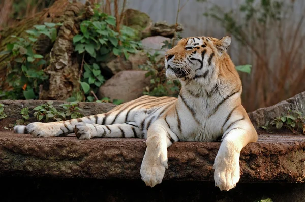 Tigre a riposo — Foto Stock