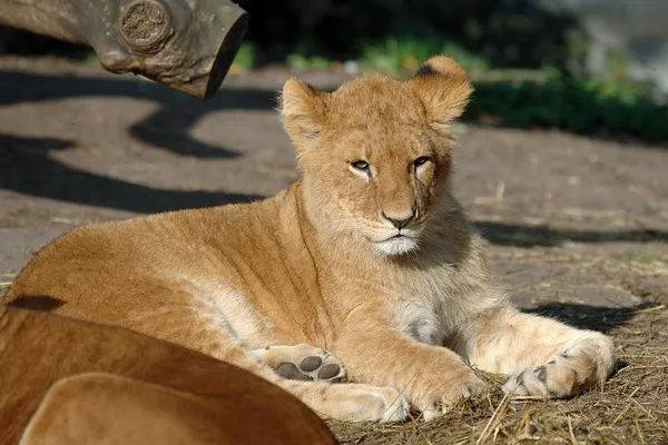 Bebé león —  Fotos de Stock