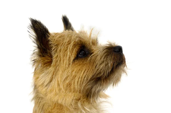 Πρόσωπο του σκύλου του cairn τεριέ — Φωτογραφία Αρχείου