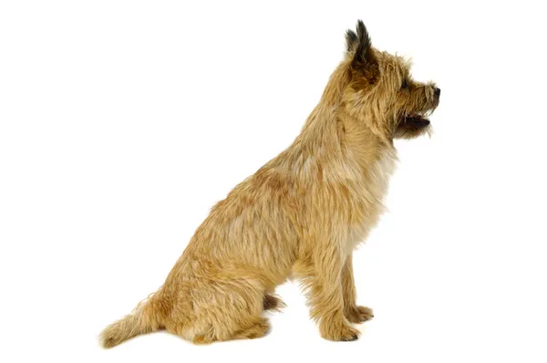 Cairn Terrier cão no perfil — Fotografia de Stock