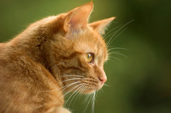 stock image Cat looking