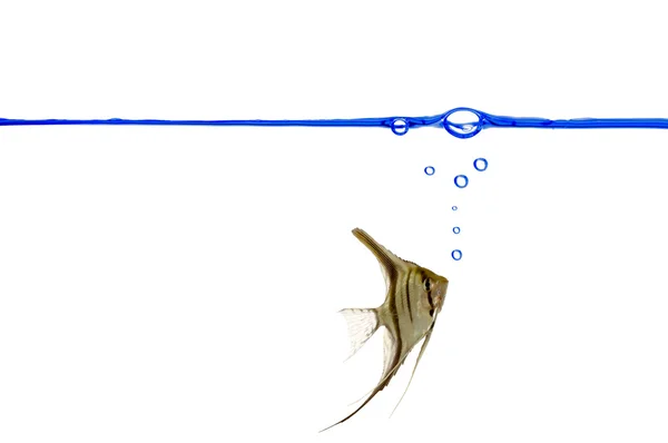 Scalare 魚と喫水線 — ストック写真