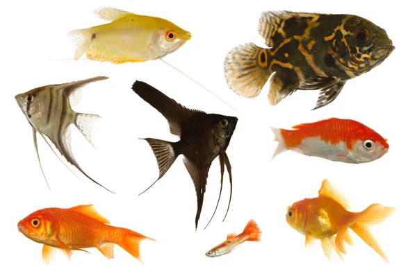 Akváriumi halak, fehér háttér — Stock Fotó