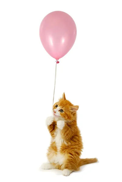Gato y globo —  Fotos de Stock