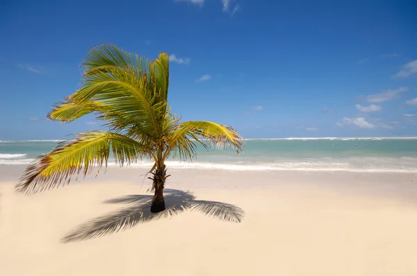 Пляж с пальмами и белым песком — стоковое фото