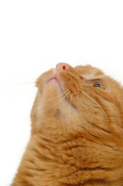 Dulce gato está mirando hacia arriba — Foto de Stock