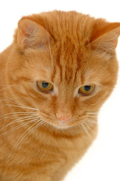 Tatlı üzgün kedi — Stok fotoğraf