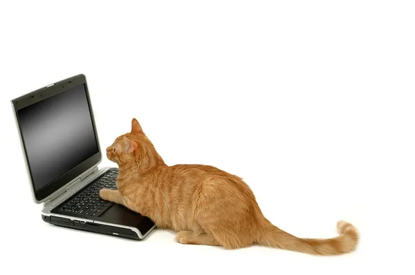 Cat lokking at laptop — Stock Photo, Image