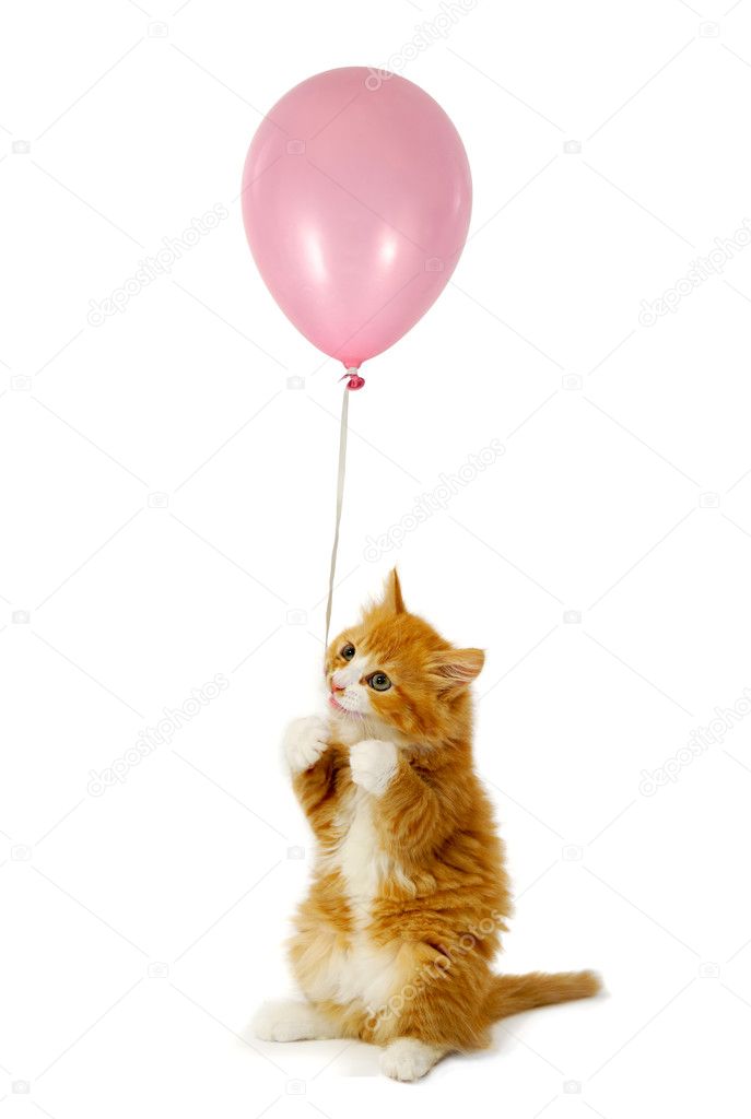 Cat and balloon