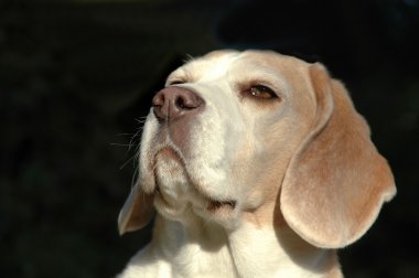 Labrador köpek