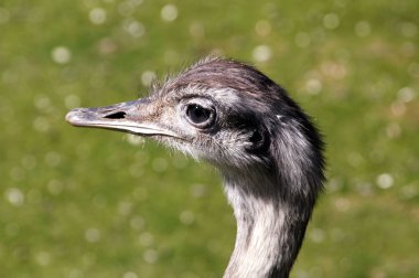 EMU