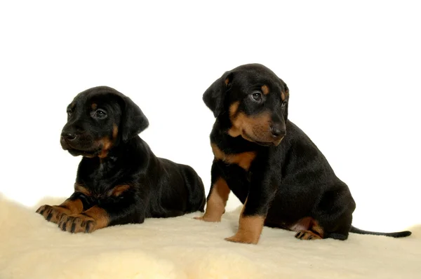 Дві солодкі цуценятні собаки — стокове фото