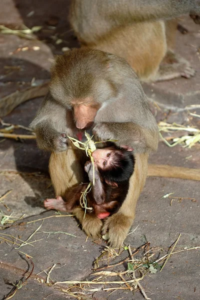 Małpy matki i dziecka — Zdjęcie stockowe