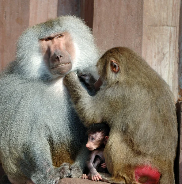 Małpa z rodziny — Zdjęcie stockowe