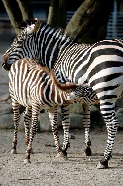 Unga zebra utfodring — Stockfoto