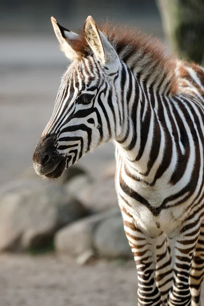Młodych zebra — Zdjęcie stockowe