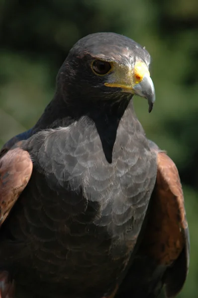 stock image Falcon