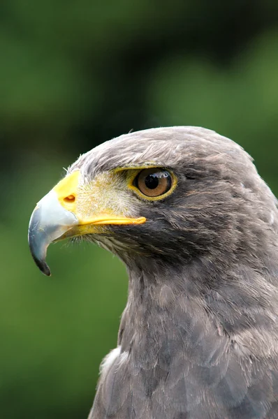 stock image Falcon