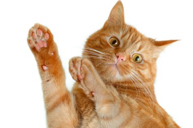 dans kedi