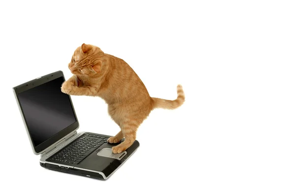 Счастливая кошка и ноутбук — стоковое фото