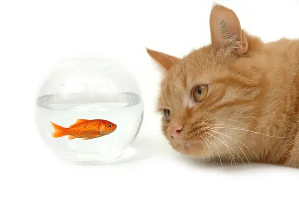 猫と魚 — ストック写真