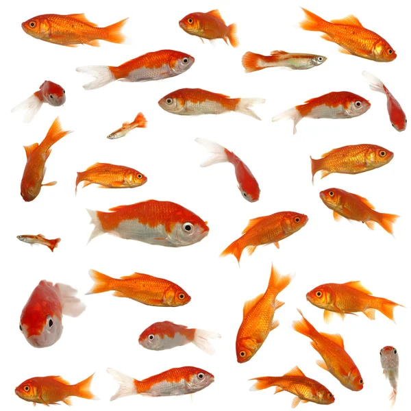 Många guldfisk — Stockfoto