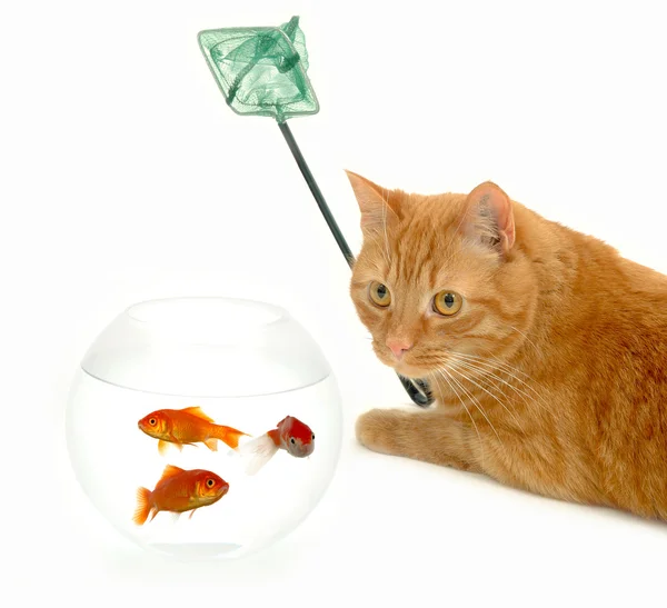 Cat rybaření — Stock fotografie