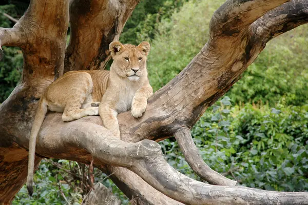 Odpoczynku Lion — Zdjęcie stockowe
