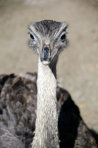 Emu — Stockfoto