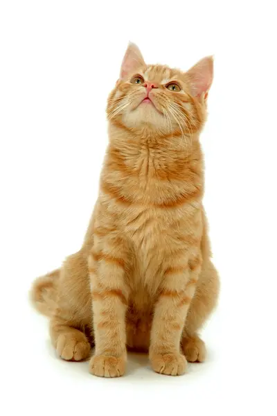 Gatito mirando hacia arriba — Foto de Stock
