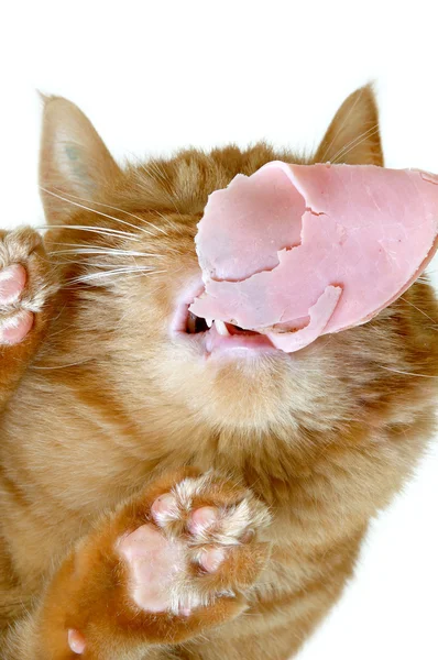 Kot jedzenie mięsa — Zdjęcie stockowe
