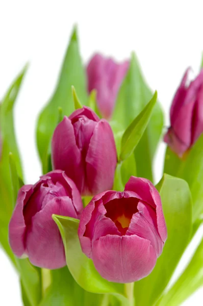 Букет розовых тюльпанов — стоковое фото