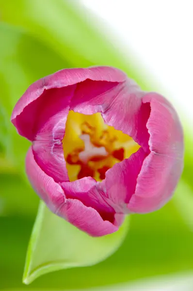 Rosa Tulpenblüte — Stockfoto