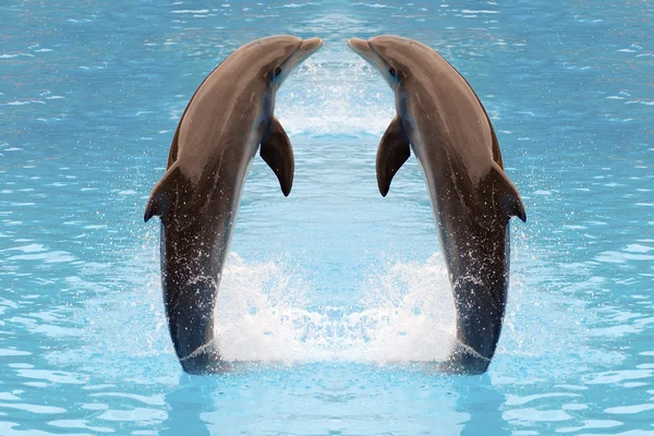 Dolphin twins jumping — Stock Photo, Image