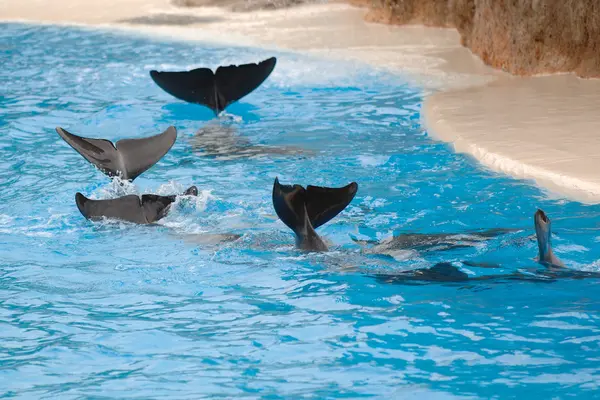 Wawing ocasů delfínů — Stock fotografie